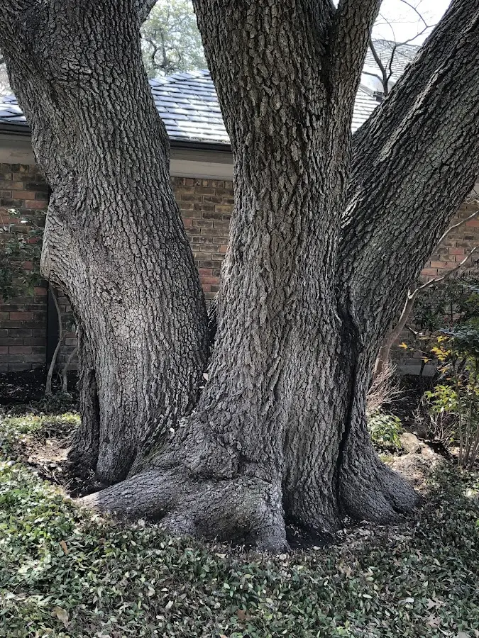 Mature heritage tree close to a Liberty Center property cared for by certified arborists